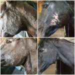 lifeforce elite huid paard