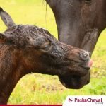 PASKATONIC 912 multivitamine veulens - Afbeelding 2