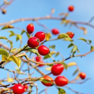 canifelox immuno rozenbottel