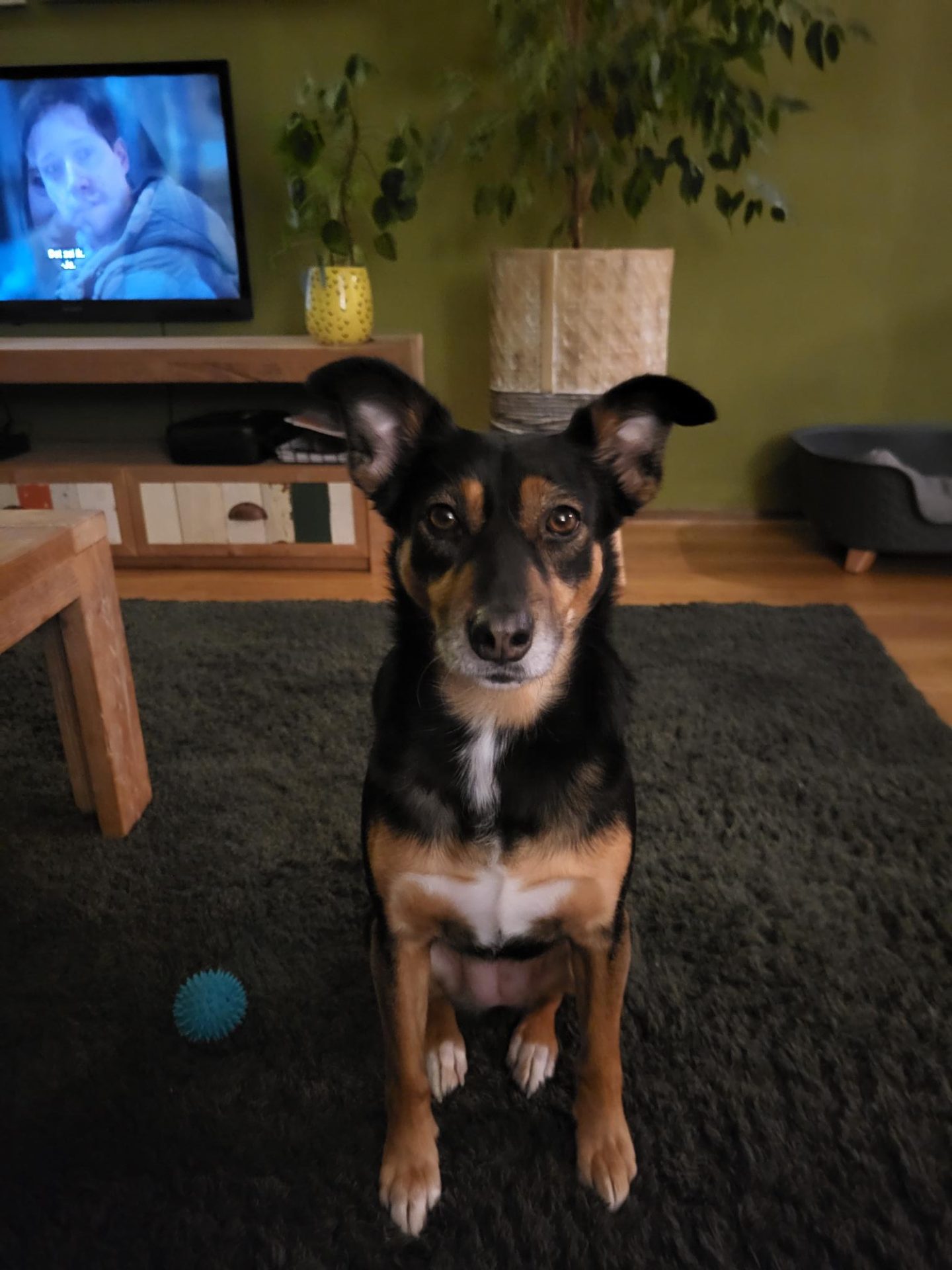 hond bang voor vuurwerk