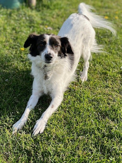 hond bang voor vuurwerk