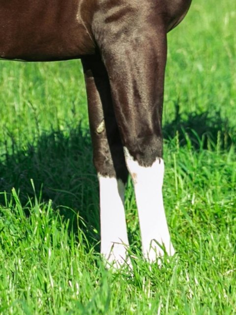 gewrichtssupplement paard