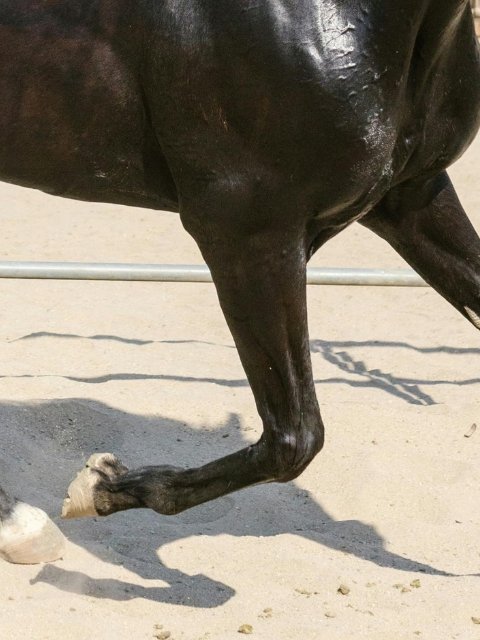 gewrichtssupplement paard