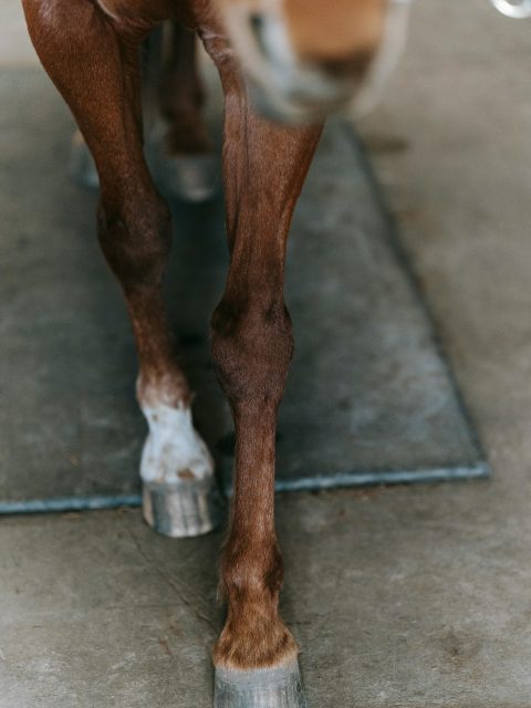 gewrichtssupplement paard