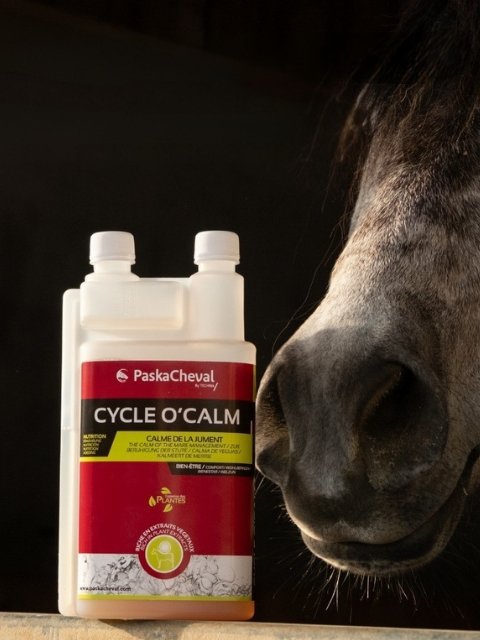 hengstigheid paard onderdrukken