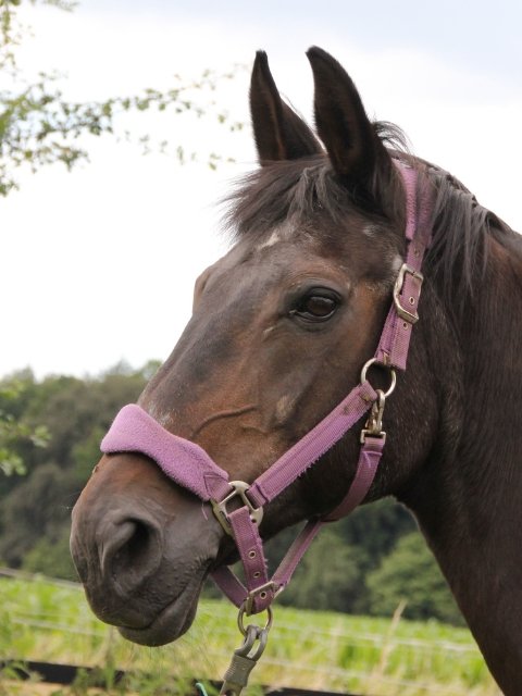 hengstigheid paard onderdrukken