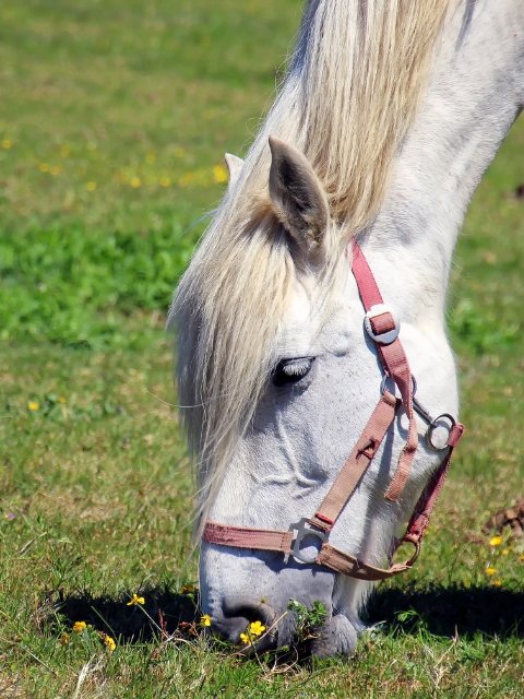 hengstigheid paard onderdrukken