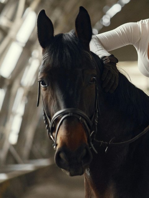 rustgevend supplement paard