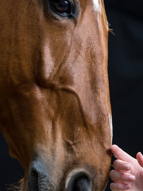 rustgevend supplement paard