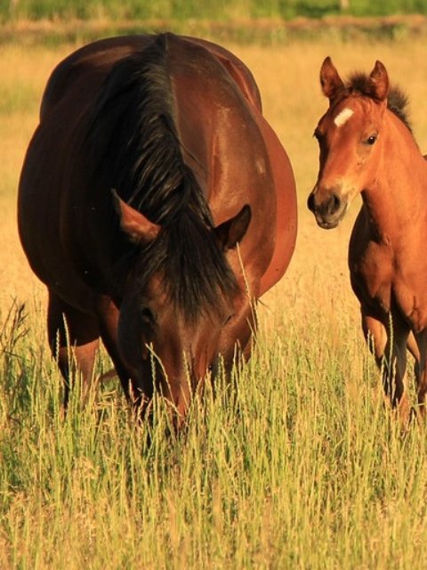 vruchtbaarheid paard