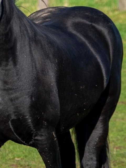 vruchtbaarheid paard