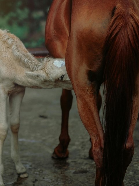 vruchtbaarheid paard