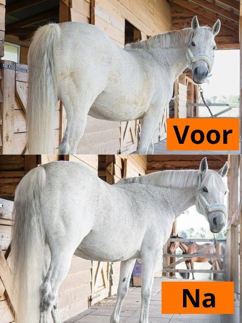 witte shampoo paarden