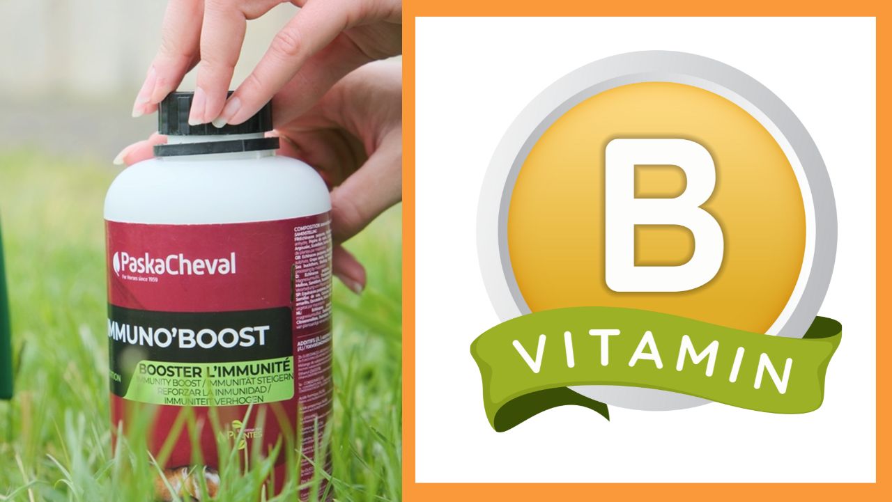 Vitamine B Paard
