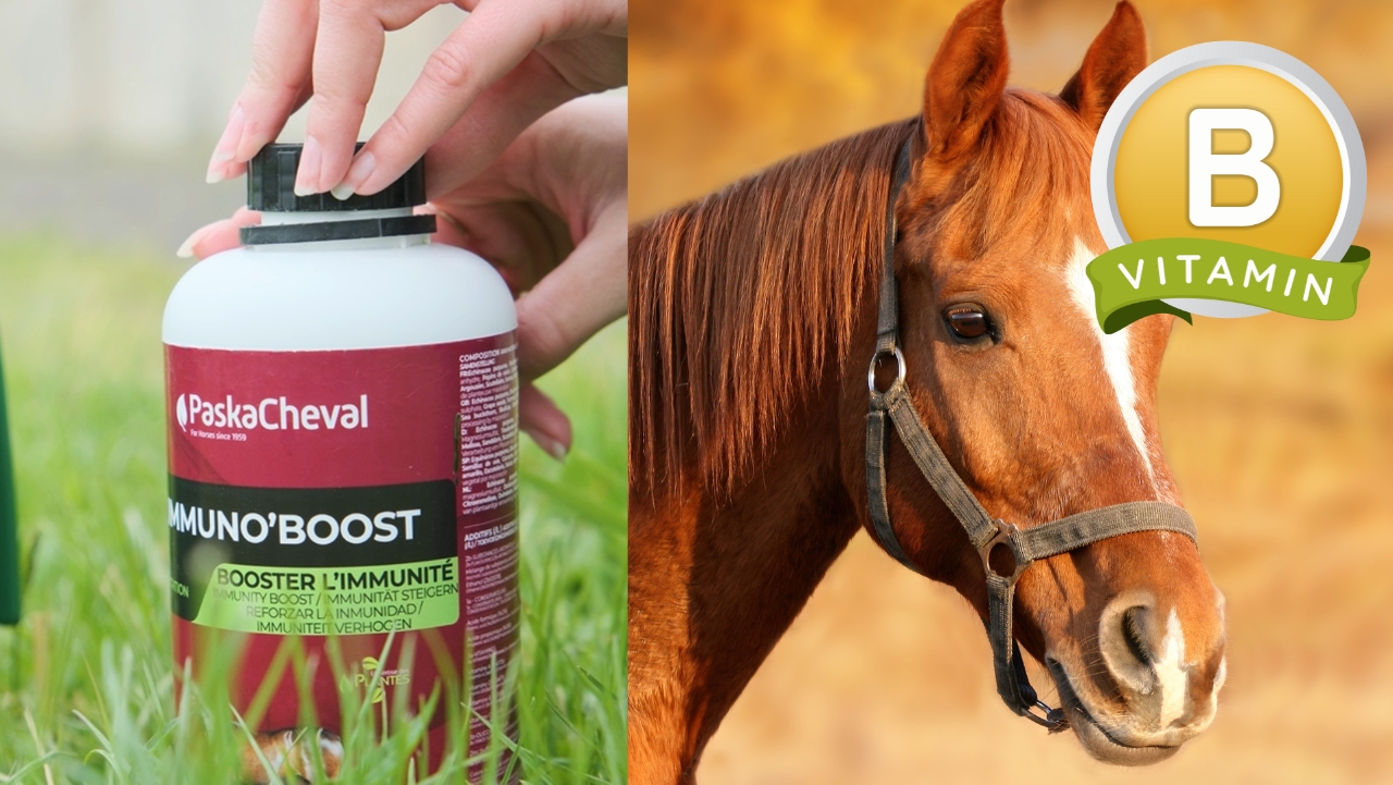 vitamine b paard