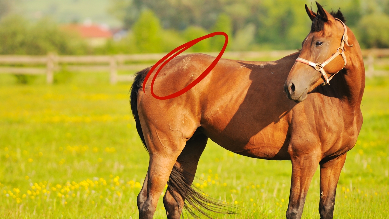 achterhand paard sterker maken