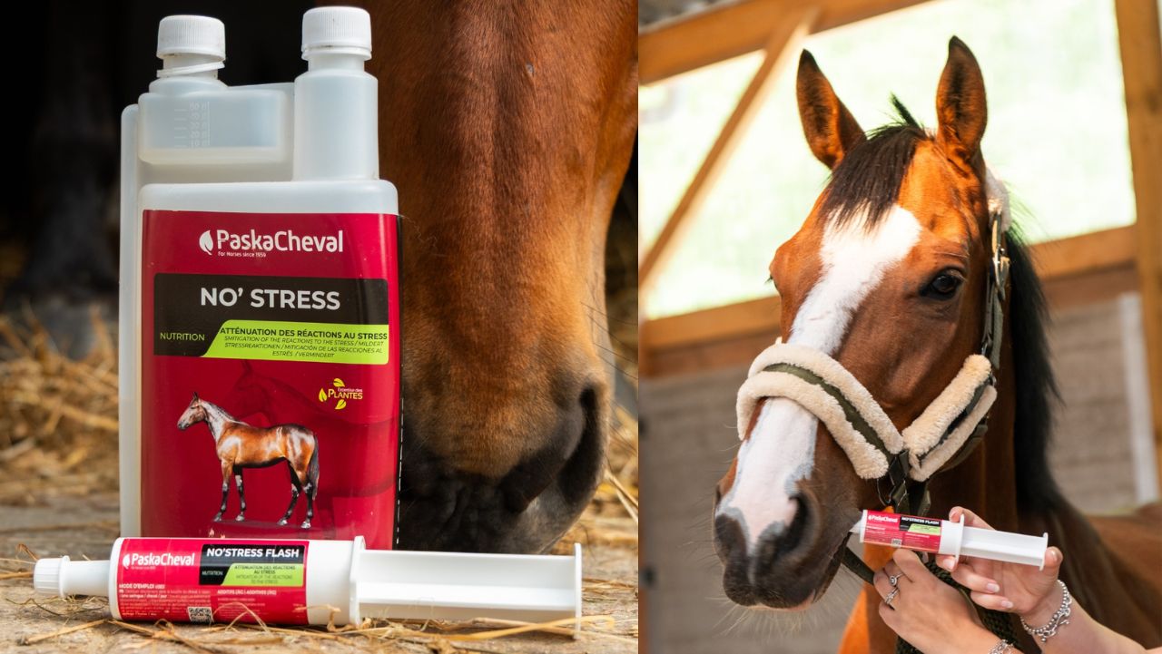 angstig paard no stress supplement