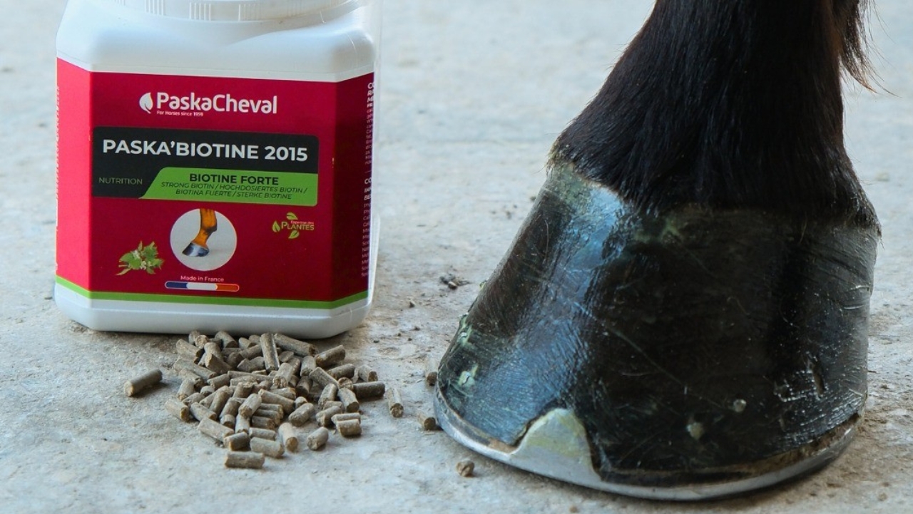 biotine voor paarden