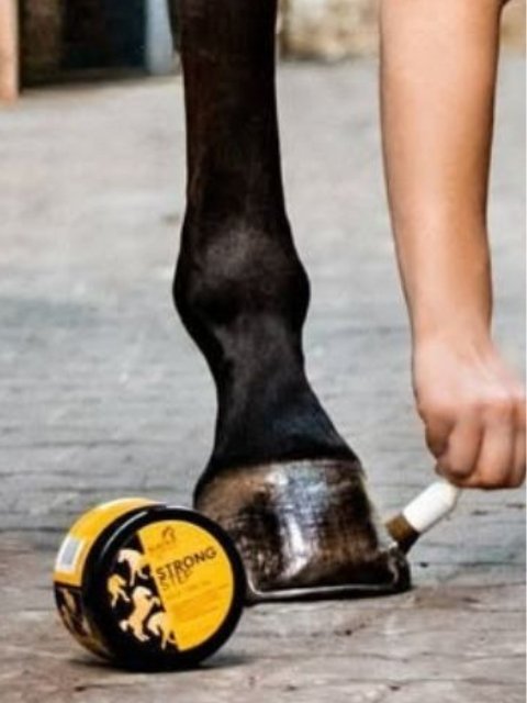 hoefverzorging paard