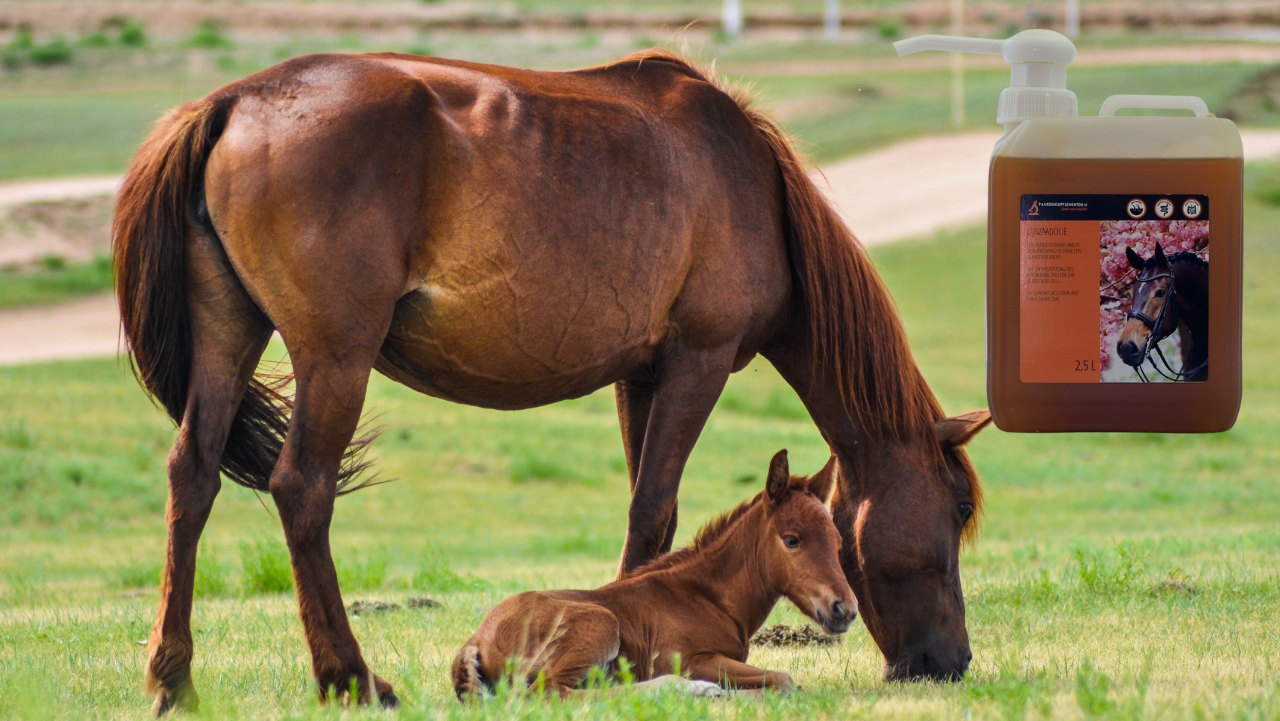 lijnzaadolie drachtige merrie