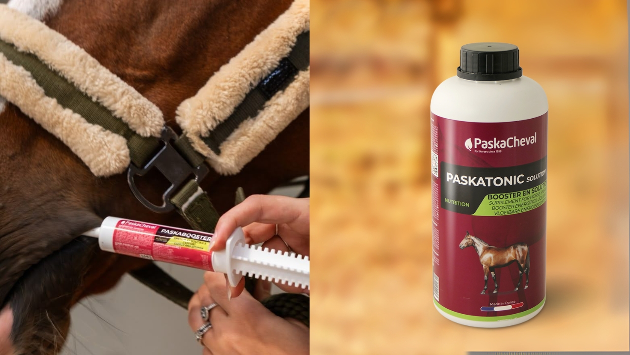 paard meer energie geven