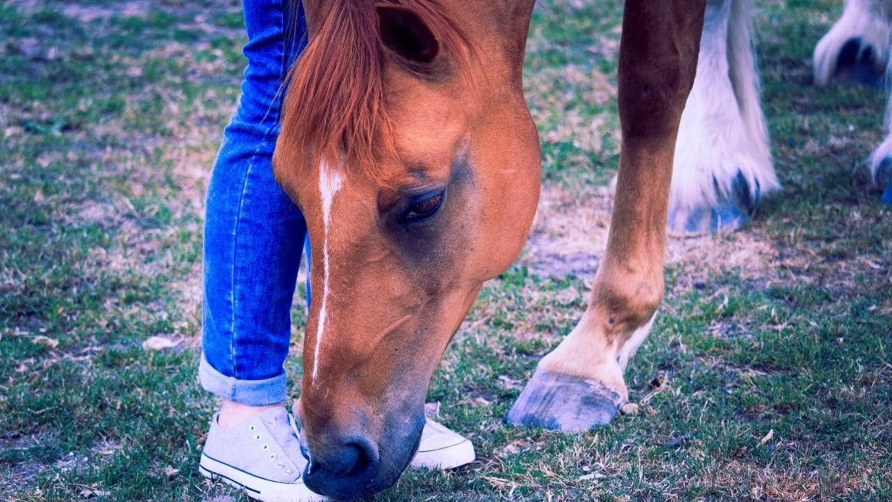 Paard kreupel door spierpijn