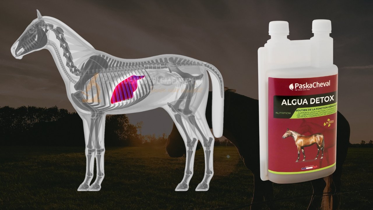 lever paard ondersteunen