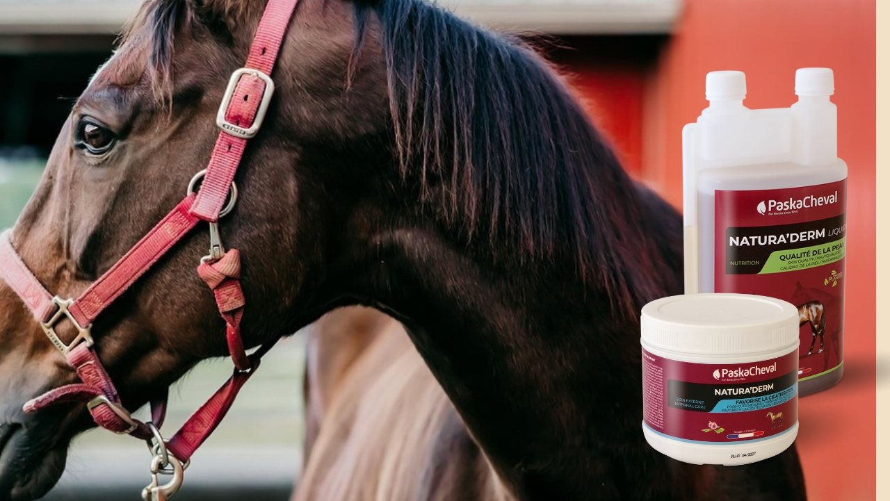 manen paard vallen uit