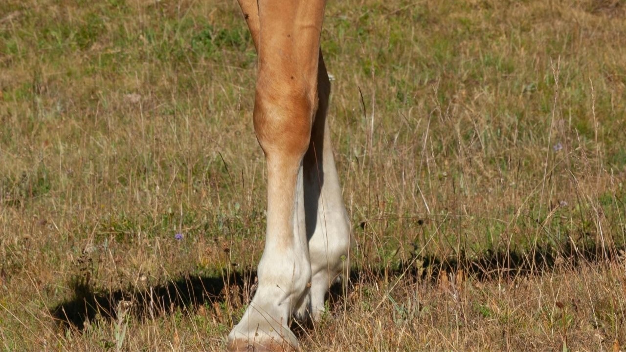 paard dik been niet kreupel