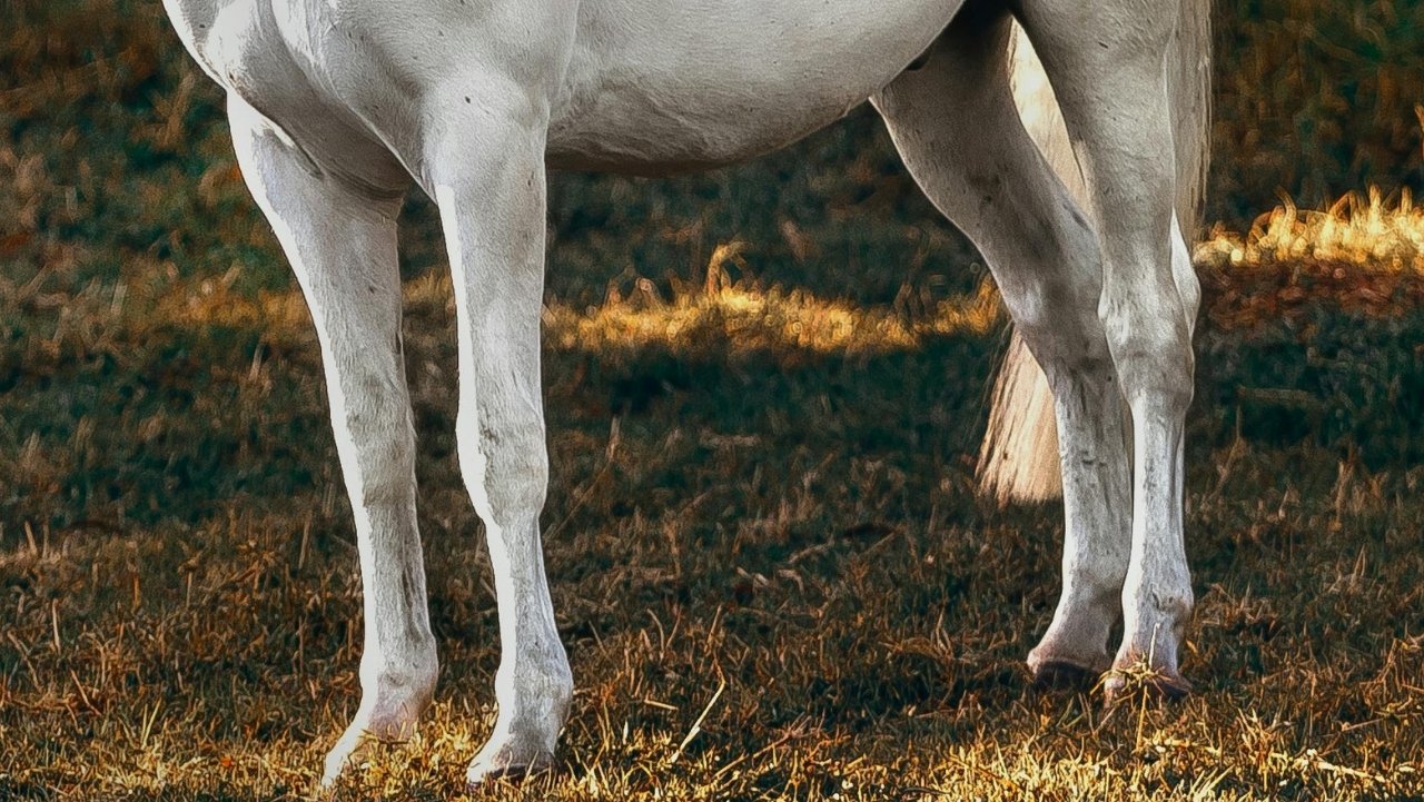 paard kreupel maar niks te zien