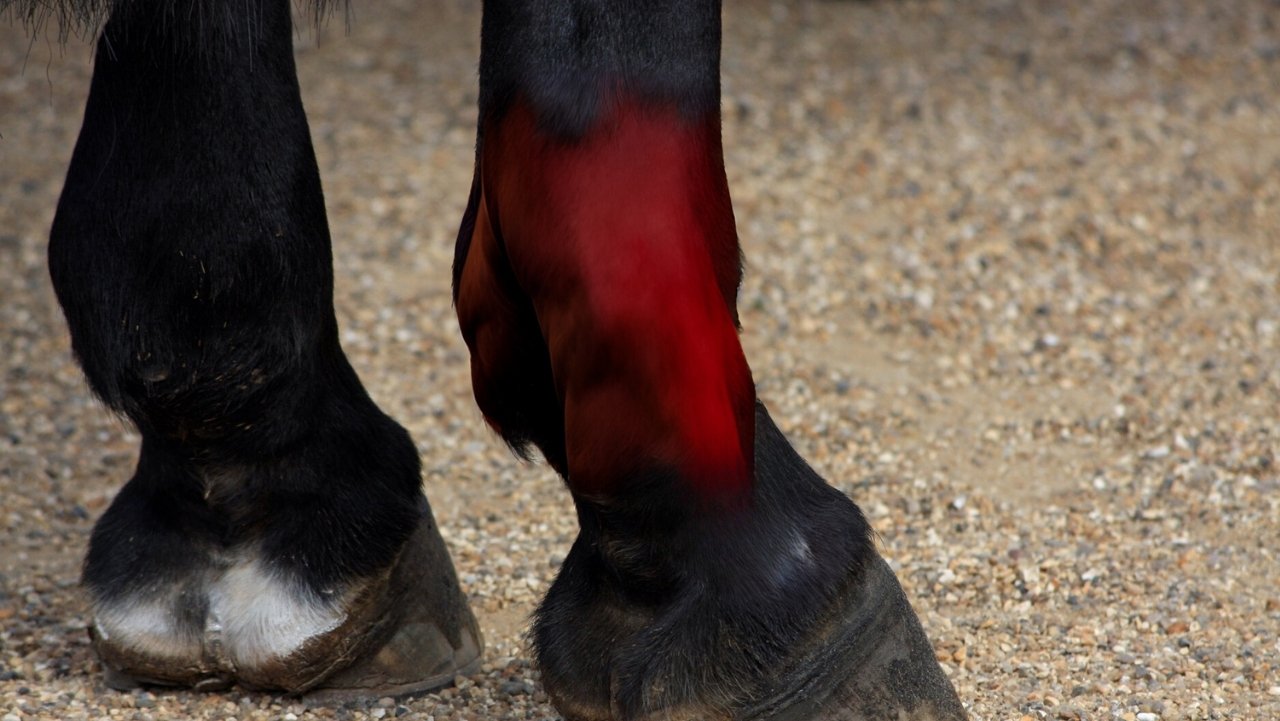 paard warm been niet dik