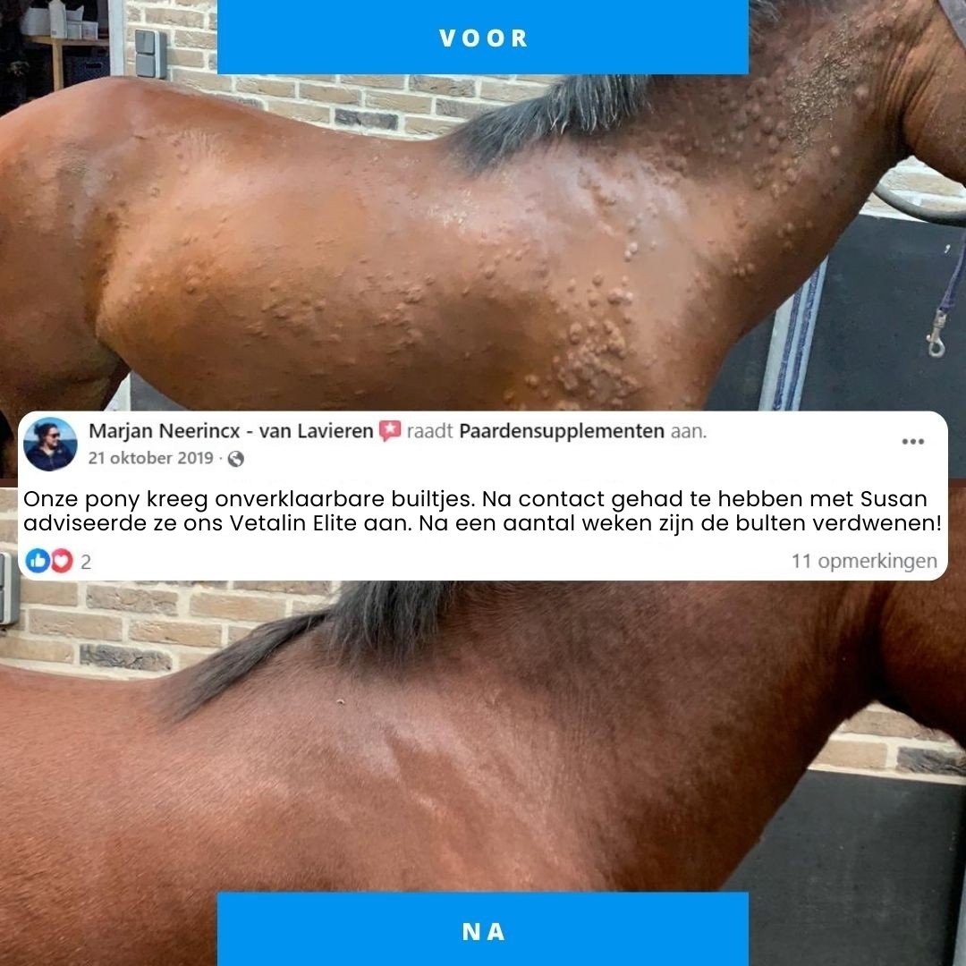 vetalin elite bultjes paard