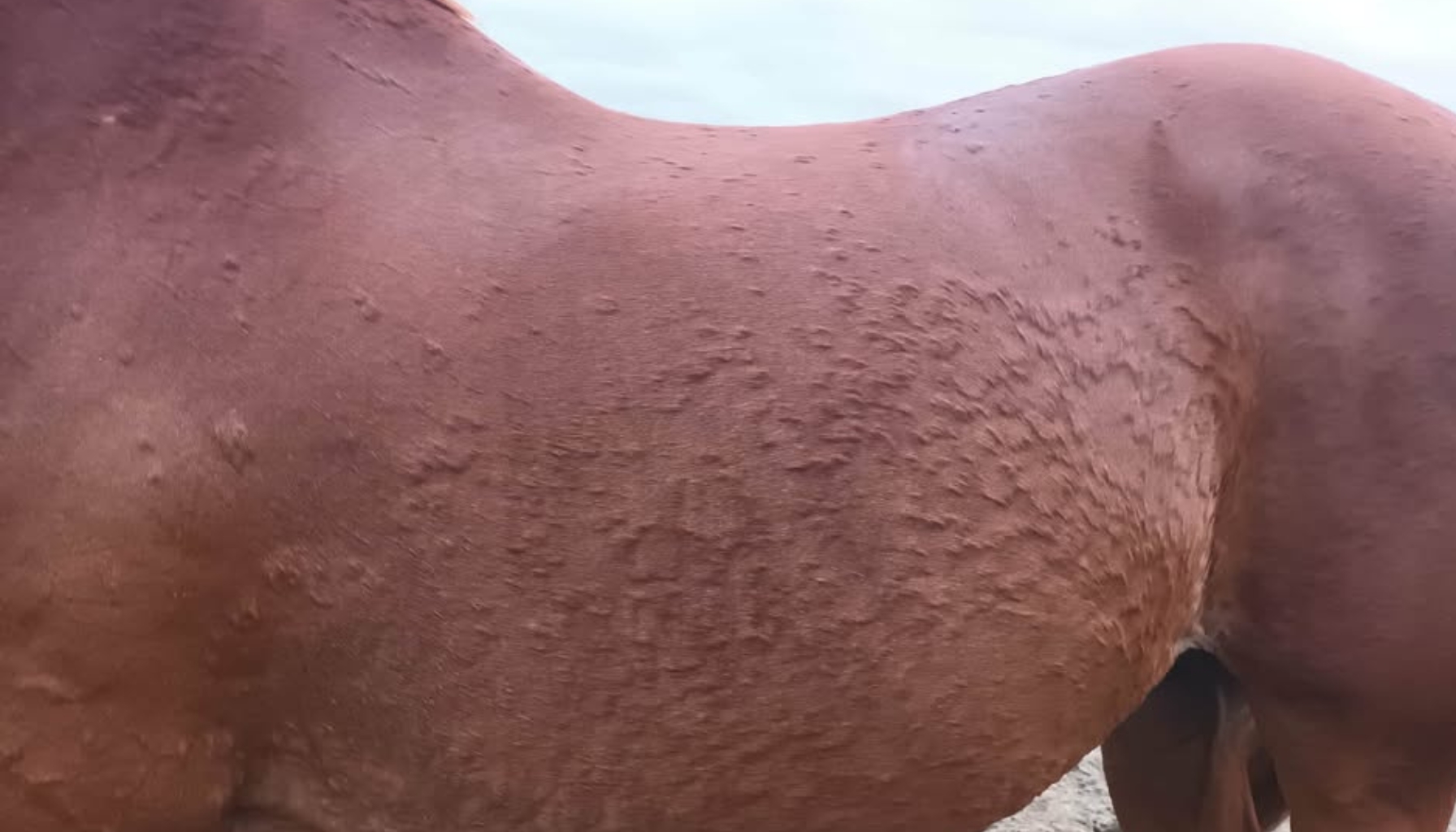 Allergische reactie paard bulten (1)