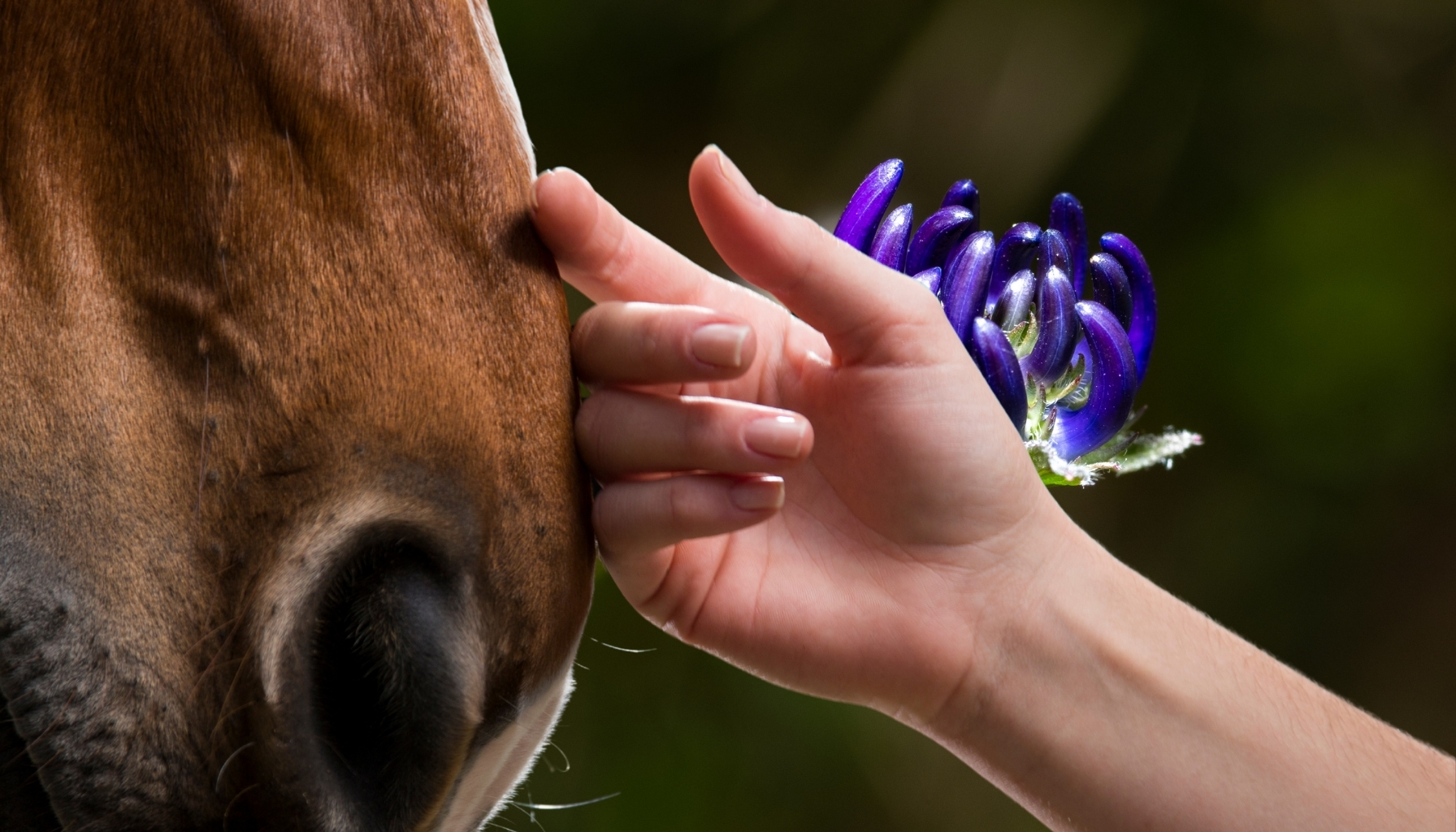 duivelsklauw hoefbevangen paard