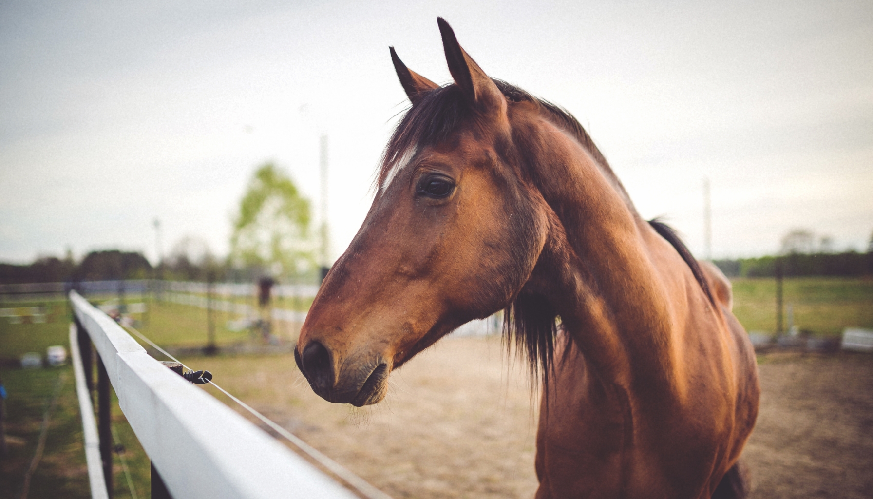 hoefbevangen bij paarden