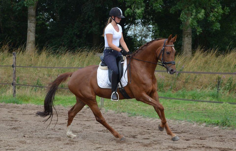 paard is niet voorwaarts