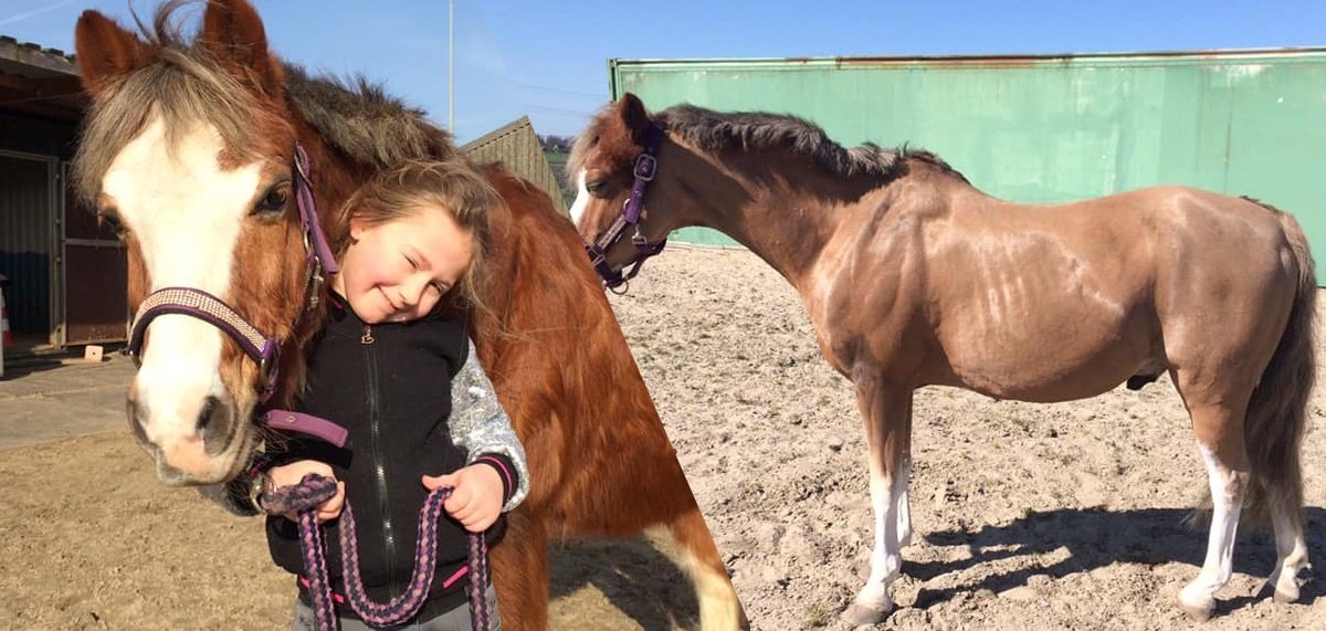 artikel cushing paarden voorbeeld