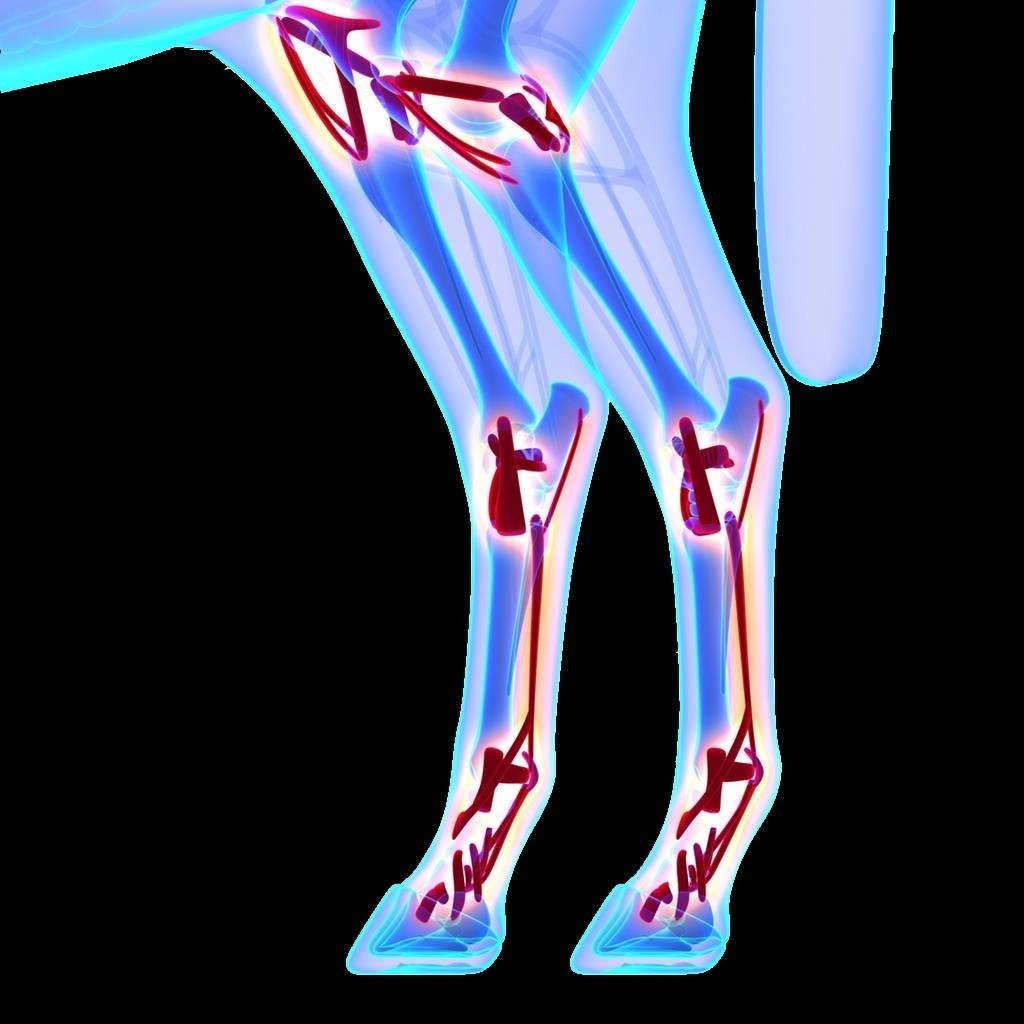 Herstel van een peesblessure