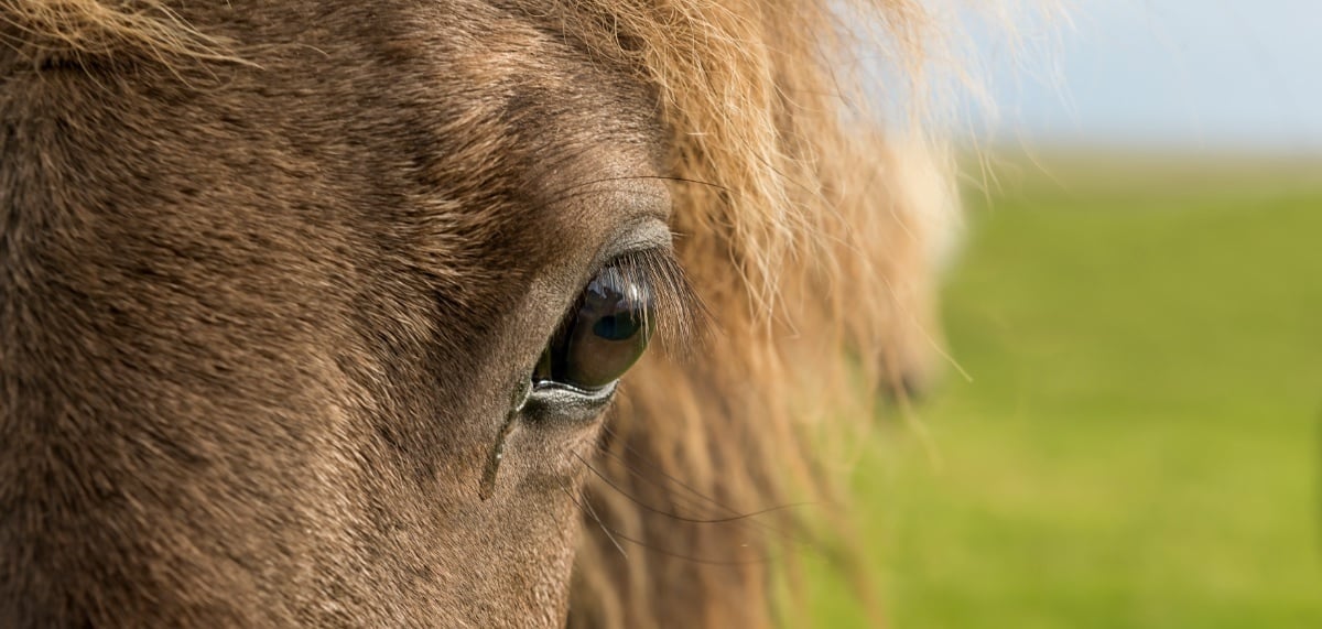mineralen-voor-haflingers-en-ijslanders