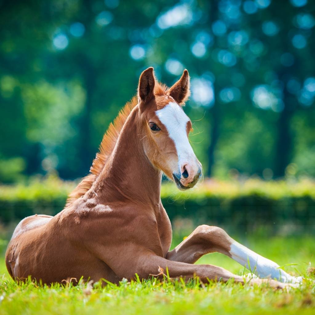 geboorte van een veulen