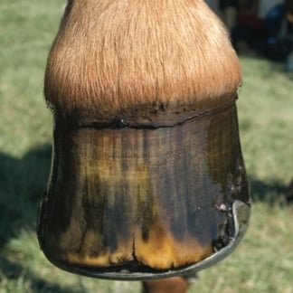 artikel-lifeforce-om-de-hoeven-te-ondersteunen-sou