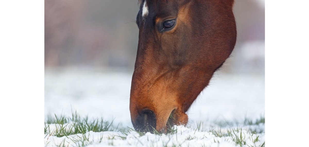 paarden-voer-in-de-winter