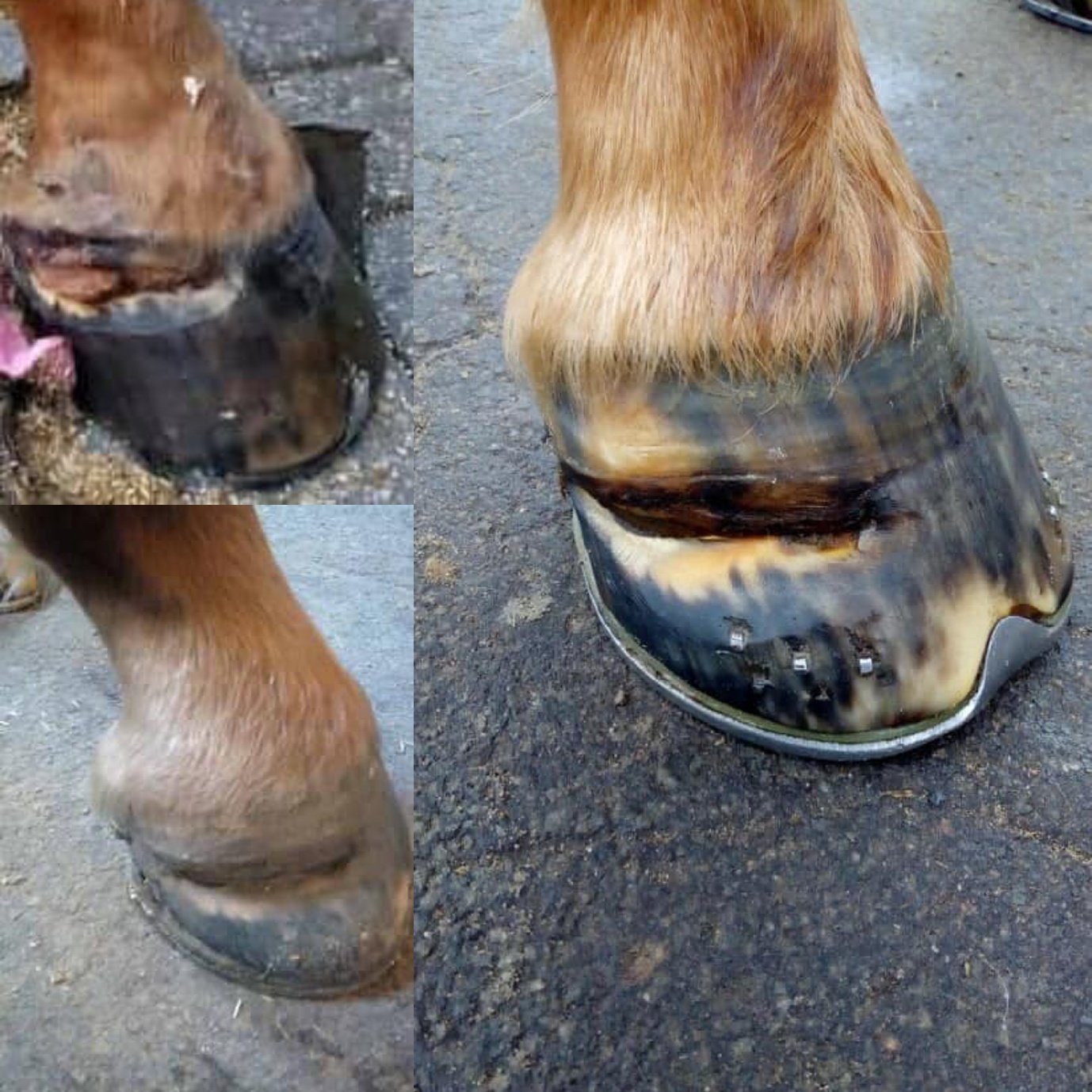 Afbeelding hoefproblemen