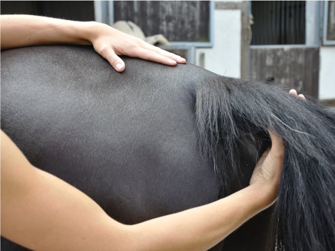 supplement si gewricht paard