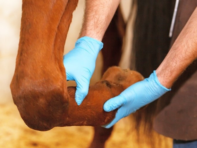 behandeling check ligament paard
