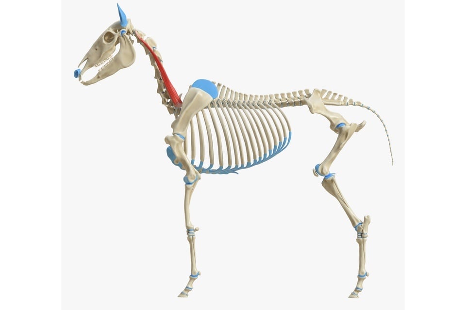anatomie paard