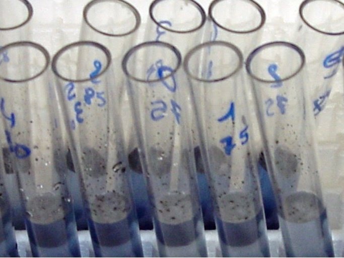 analyse effecten prebiotica paarden