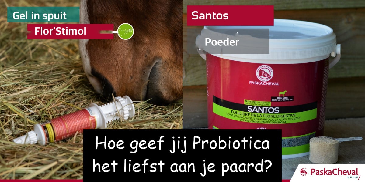 gel-pasta Paskacheval Santos of Flor'Stimul